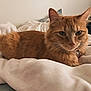 cat, orange_cat, tabby, pet, feline, animal, indoor, blanket, soft, fur, whiskers, ears, collar, resting, cozy, bedroom, domestic, cute, sleepy, relaxed