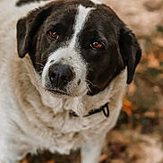 Holly Mae is registered to the contest to win money with this photo: dog, animal, pet, black_and_white, outdoor, close_up, portrait, fur, eyes, collar, nature, autumn, leaves, canine, mammal, cute, looking, face, snout, ears
