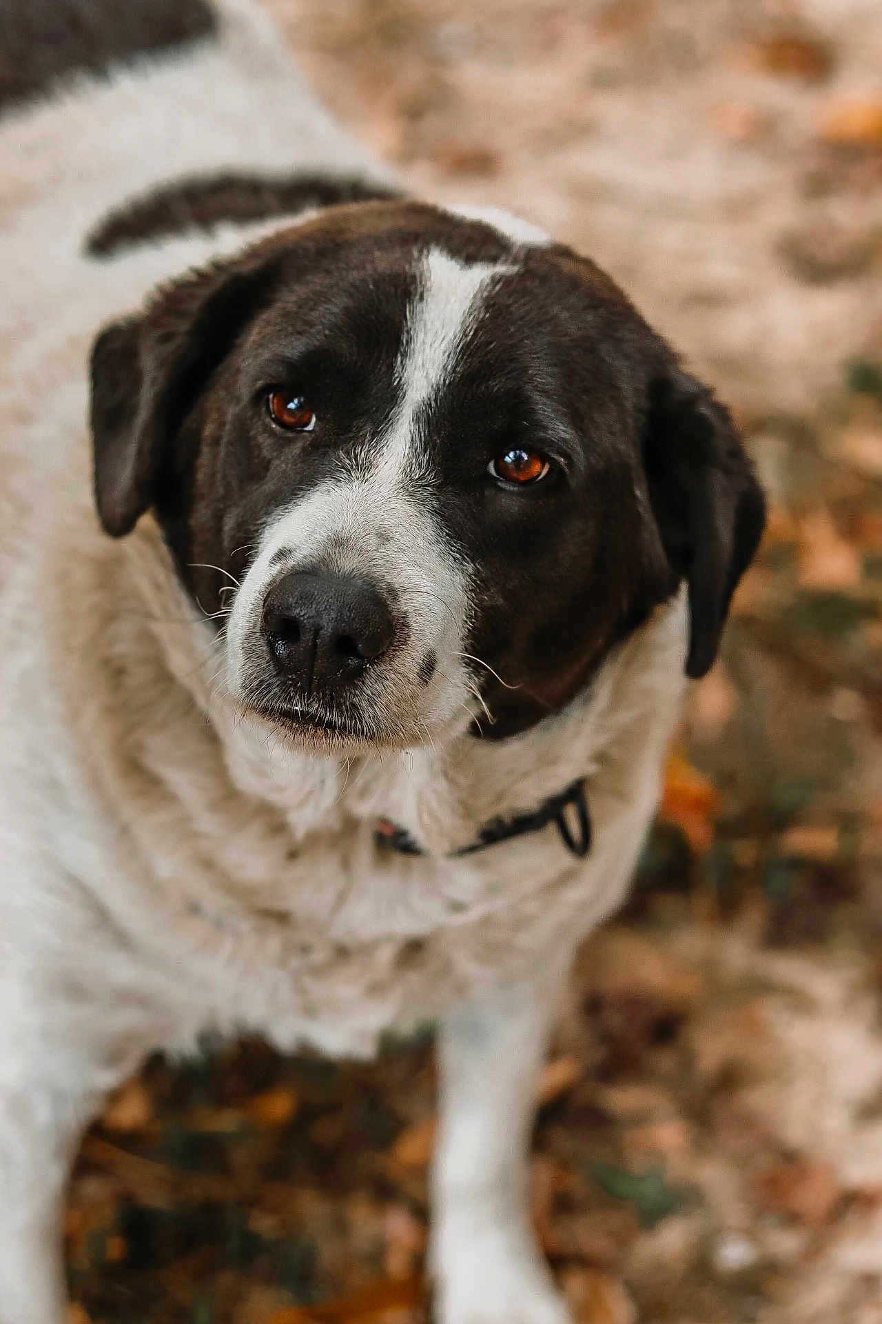 Holly Mae is registered to the contest to win money with this photo: dog, animal, pet, black_and_white, outdoor, close_up, portrait, fur, eyes, collar, nature, autumn, leaves, canine, mammal, cute, looking, face, snout, ears