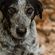 Deuce joined the competition — help win amazing prizes! dog, animal, pet, close_up, portrait, brown_eyes, black_and_white, fur, outdoor, nature, canine, muzzle, ears, looking, sitting, background_blur, speckled, focused, mammal, companion