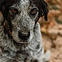 dog, animal, pet, close_up, portrait, brown_eyes, black_and_white, fur, outdoor, nature, canine, muzzle, ears, looking, sitting, background_blur, speckled, focused, mammal, companion