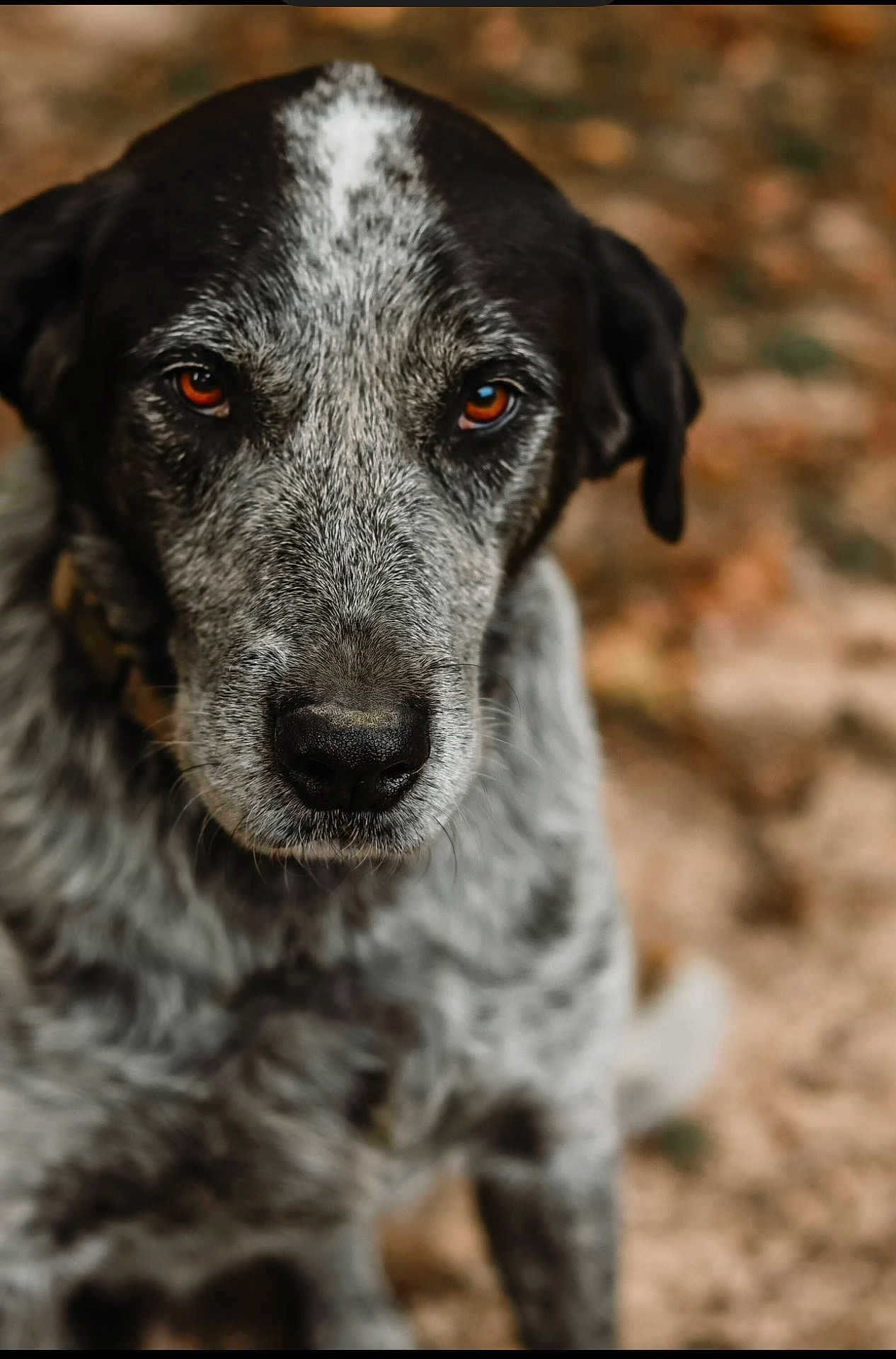 Deuce joined the competition — help win amazing prizes! dog, animal, pet, close_up, portrait, brown_eyes, black_and_white, fur, outdoor, nature, canine, muzzle, ears, looking, sitting, background_blur, speckled, focused, mammal, companion