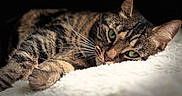 Sky a rejoint le concours — aidez-le/la à gagner de superbes lots ! animal, cat, close_up, comfort, cozy, cute, domestic_cat, ears, feline, fluffy_blanket, green_eyes, indoor, pet, portrait, relaxation, resting, sleepy, soft_light, tabby, whiskers