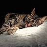 animal, cat, close_up, comfort, cozy, cute, domestic_cat, ears, feline, fluffy_blanket, green_eyes, indoor, pet, portrait, relaxation, resting, sleepy, soft_light, tabby, whiskers