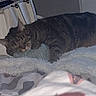 Sky participe au concours pour gagner de l'argent avec cette photo : animal, bag, bedroom, blanket, bottle, cat, cozy, domestic, fur, furniture, indoor, pet, pillow, quiet, relaxation, resting, sleeping, soft_texture, tabby, wall
