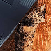 Sky participe au concours pour gagner de l'argent avec cette photo : animal, blanket, cat, covering_face, cozy, cute, feline, fur, home, indoor, orange_blanket, paw, pet, playing, relaxed, resting, snuggling, soft_texture, striped_fur, tabby_cat