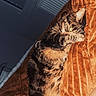animal, blanket, cat, covering_face, cozy, cute, feline, fur, home, indoor, orange_blanket, paw, pet, playing, relaxed, resting, snuggling, soft_texture, striped_fur, tabby_cat