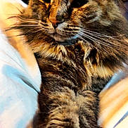 Yoo-Hoo is registered to the contest to win money with this photo: cat, tabby_cat, pet, close_up, whiskers, fur, paw, blanket, bed, indoor, sleepy, portrait, feline, mammal, cozy, lounging, ears, nose, relaxed, eyes