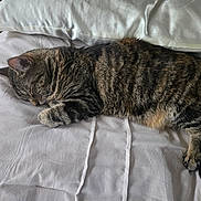 Mittens is registered to the contest to win money with this photo: animal, bed, cat, cozy, cute, domestic_animal, feline, fur, indoor, peaceful, pet, pillow, relaxation, resting, sleeping, soft, striped, tabby_cat, whiskers, white_bedspread