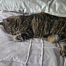 animal, bed, cat, cozy, cute, domestic_animal, feline, fur, indoor, peaceful, pet, pillow, relaxation, resting, sleeping, soft, striped, tabby_cat, whiskers, white_bedspread
