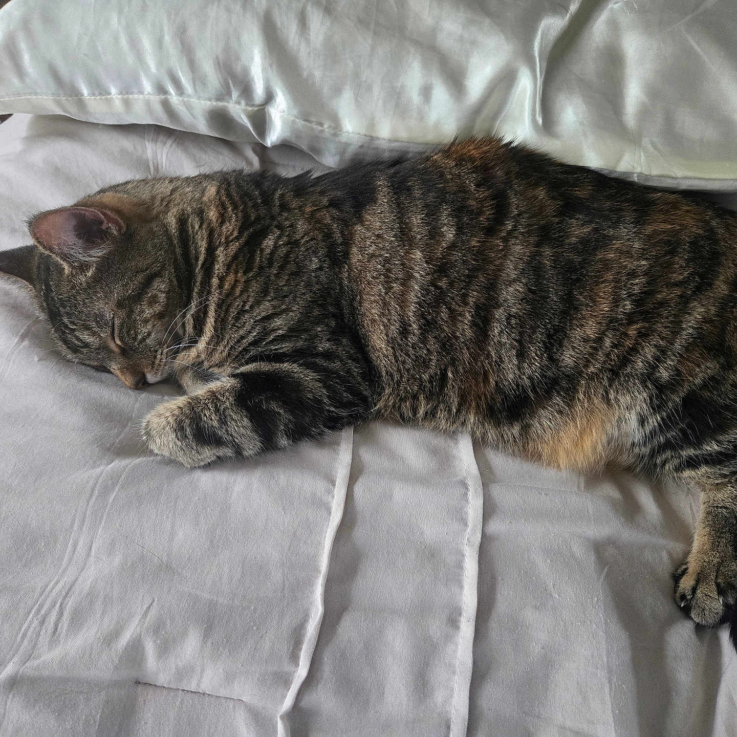 Mittens