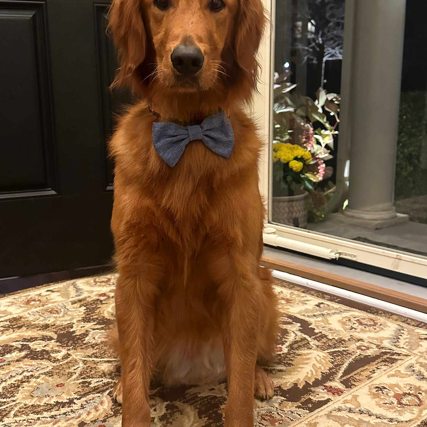 Tucker Gilderhus is registered to the contest to win money with this photo: animal, bow_tie, brown, canine, carpet, companion, decor, dog, domestic, door, floor, fur, golden_retriever, houseplant, indoor, pet, portrait, rug, sitting, window