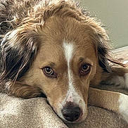 Daisy joined the competition — help win amazing prizes! dog, pet, close_up, resting, blanket, fur, animal, canine, indoor, portrait, expression, eyes, nose, laying_down, brown, white, cozy, calm, cute, relaxed