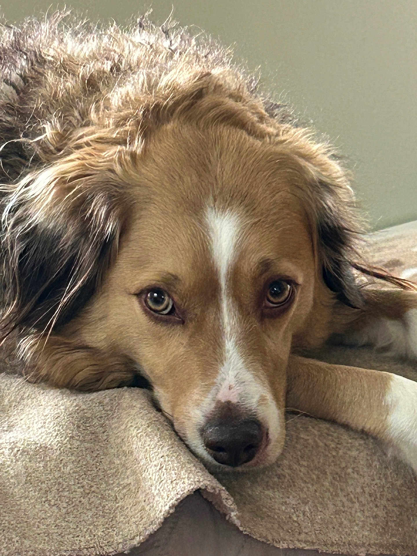 Daisy joined the competition — help win amazing prizes! dog, pet, close_up, resting, blanket, fur, animal, canine, indoor, portrait, expression, eyes, nose, laying_down, brown, white, cozy, calm, cute, relaxed