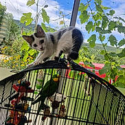 Nova a rejoint le concours — aidez-le/la à gagner de superbes lots ! kitten, cat, parrot, birdcage, green_leaves, outdoor, sky, blue_sky, plants, playful, curious, pet, animal, feline, feathers, perch, nature, window, wire_cage, colorful_toys