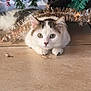 Nova a rejoint le concours — aidez-le/la à gagner de superbes lots ! animal, cat, christmas, christmas_tree, closeup, curious, cute, decorations, eyes, festive, floor, greenery, holiday, indoor, paws, pets, playful, tabby, tinsel, white_cat