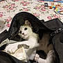 kitten, cat, black_bag, tablecloth, floral_pattern, toy, child, arm, box, paw, indoor, curious, pet, playful, white_and_gray_cat, zipper, household, table, background, domestic_animal