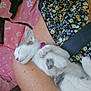 Nova participe au concours pour gagner de l'argent avec cette photo : cat, sleeping, person, arms, floral_dress, seatbelt, pink_blanket, pet_blanket, indoor, close_up, white_cat, grey_spots, relaxed, cozy, resting, cute, animal, domestic_cat, human_arm, comfort