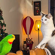 Nova a rejoint le concours — aidez-le/la à gagner de superbes lots ! animal, bird, cat, chair, christmas_tree, colorful, cozy, curious, decoration, festive, furniture, holiday, indoor, lamp, light, nutcracker, parrot, pet, warm_light, wood