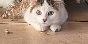 Nova a rejoint le concours — aidez-le/la à gagner de superbes lots ! animal, cat, christmas, christmas_tree, closeup, curious, cute, decorations, eyes, festive, floor, greenery, holiday, indoor, paws, pets, playful, tabby, tinsel, white_cat