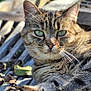 Isis participe au concours pour gagner de l'argent avec cette photo : cat, tabby_cat, paw, fur, whiskers, bench, wood, outdoor, sunlight, relaxed, animal, pet, closeup, green_eyes, nature, resting, mammal, feline, cute, daylight