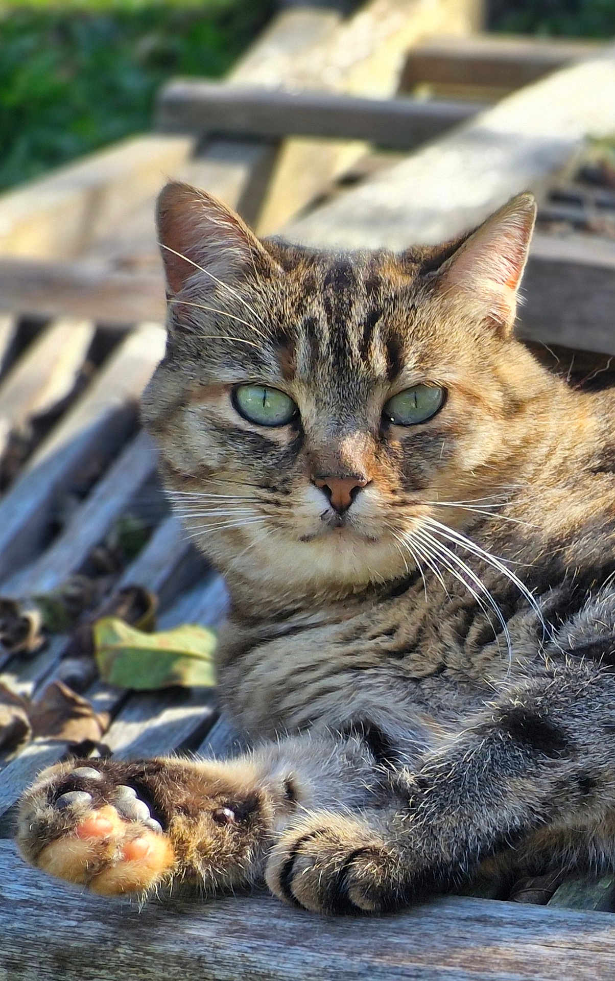 Isis participe au concours pour gagner de l'argent avec cette photo : cat, tabby_cat, paw, fur, whiskers, bench, wood, outdoor, sunlight, relaxed, animal, pet, closeup, green_eyes, nature, resting, mammal, feline, cute, daylight