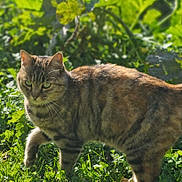Isis participe au concours pour gagner de l'argent avec cette photo : cat, tabby_cat, animal, pet, outdoor, grass, greenery, nature, sunlight, fur, whiskers, walking, mammal, leaf, plant, daylight, wildlife, cute, portrait, closeup