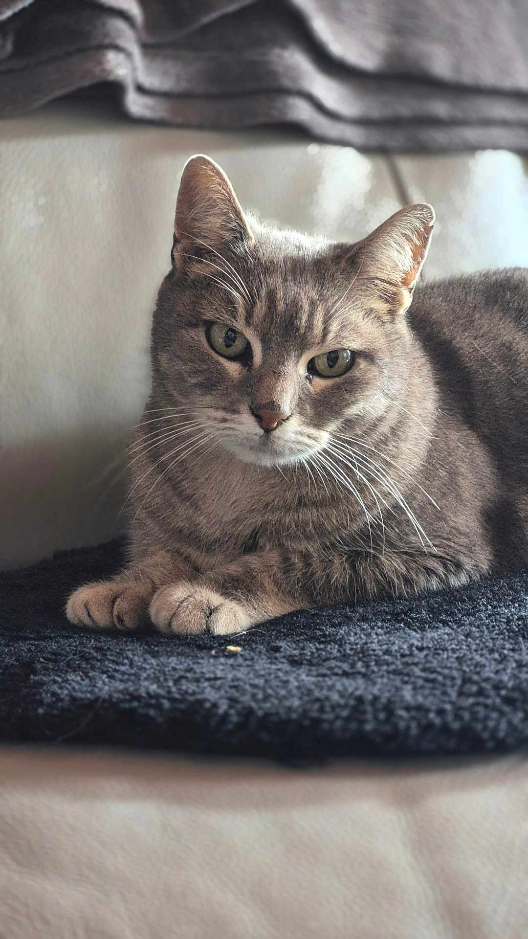 Kitty participe au concours pour gagner de l'argent avec cette photo : cat, gray_tabby, pet, animal, feline, whiskers, paws, resting, indoor, blanket, soft_light, closeup, portrait, fur, relaxed, cute, domestic, cozy, sleepy, focused