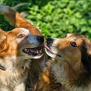 Poppy Et Happy participe au concours pour gagner de l'argent avec cette photo : dog, canine, outdoor, grass, fur, tongue, playful, pet, animal, nature, closeup, two_dogs, brown_fur, white_fur, collar, sunlight, greenery, friendly, happy, domestic_animal