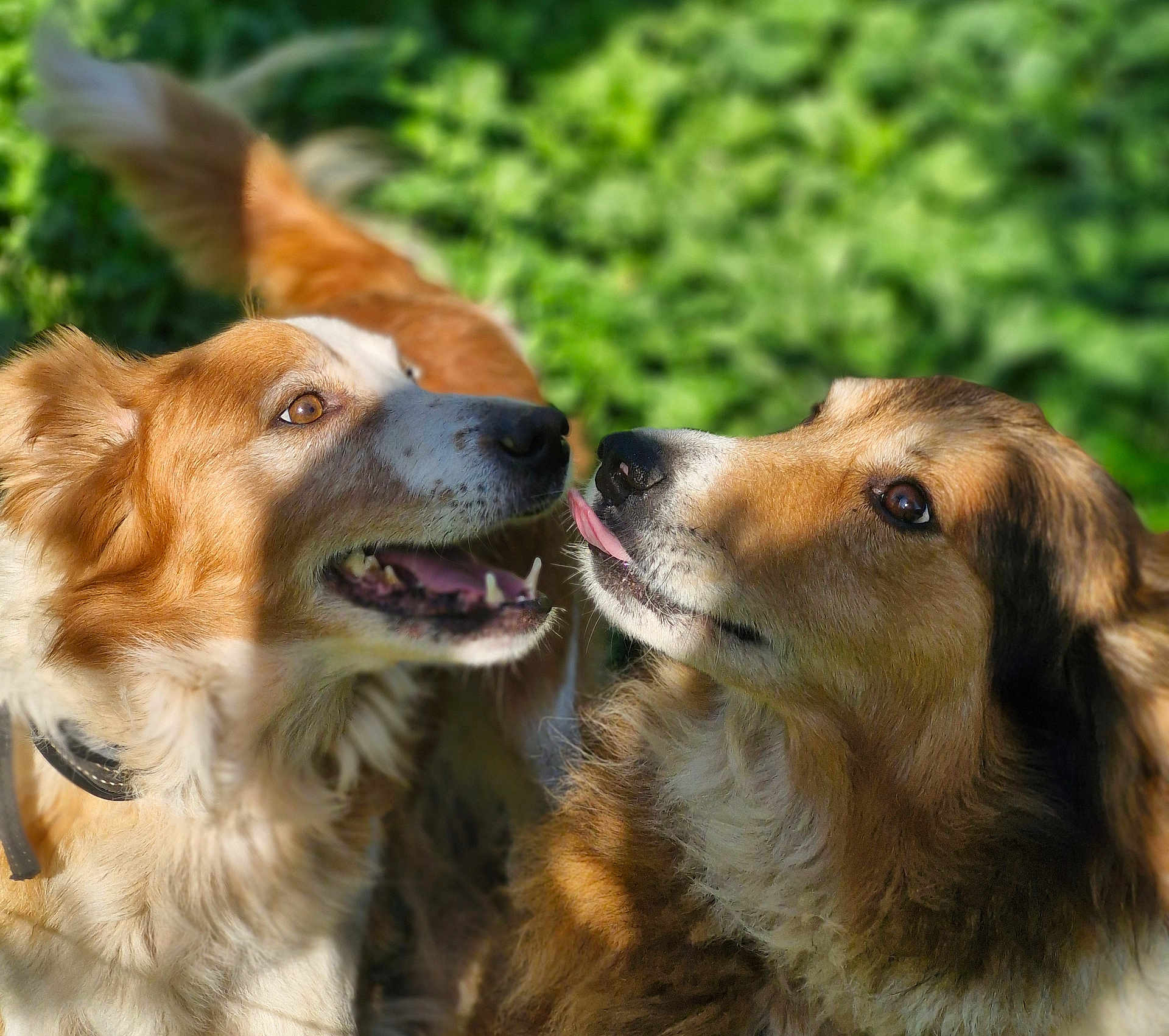 Poppy Et Happy participe au concours pour gagner de l'argent avec cette photo : dog, canine, outdoor, grass, fur, tongue, playful, pet, animal, nature, closeup, two_dogs, brown_fur, white_fur, collar, sunlight, greenery, friendly, happy, domestic_animal