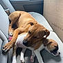 adorable, animal, brown, car_seat, companion, cuddle, cute, dog, domestic_animal, friendship, fur, indoor, paw, pet, puppy, relaxation, resting, sleeping, transportation, white