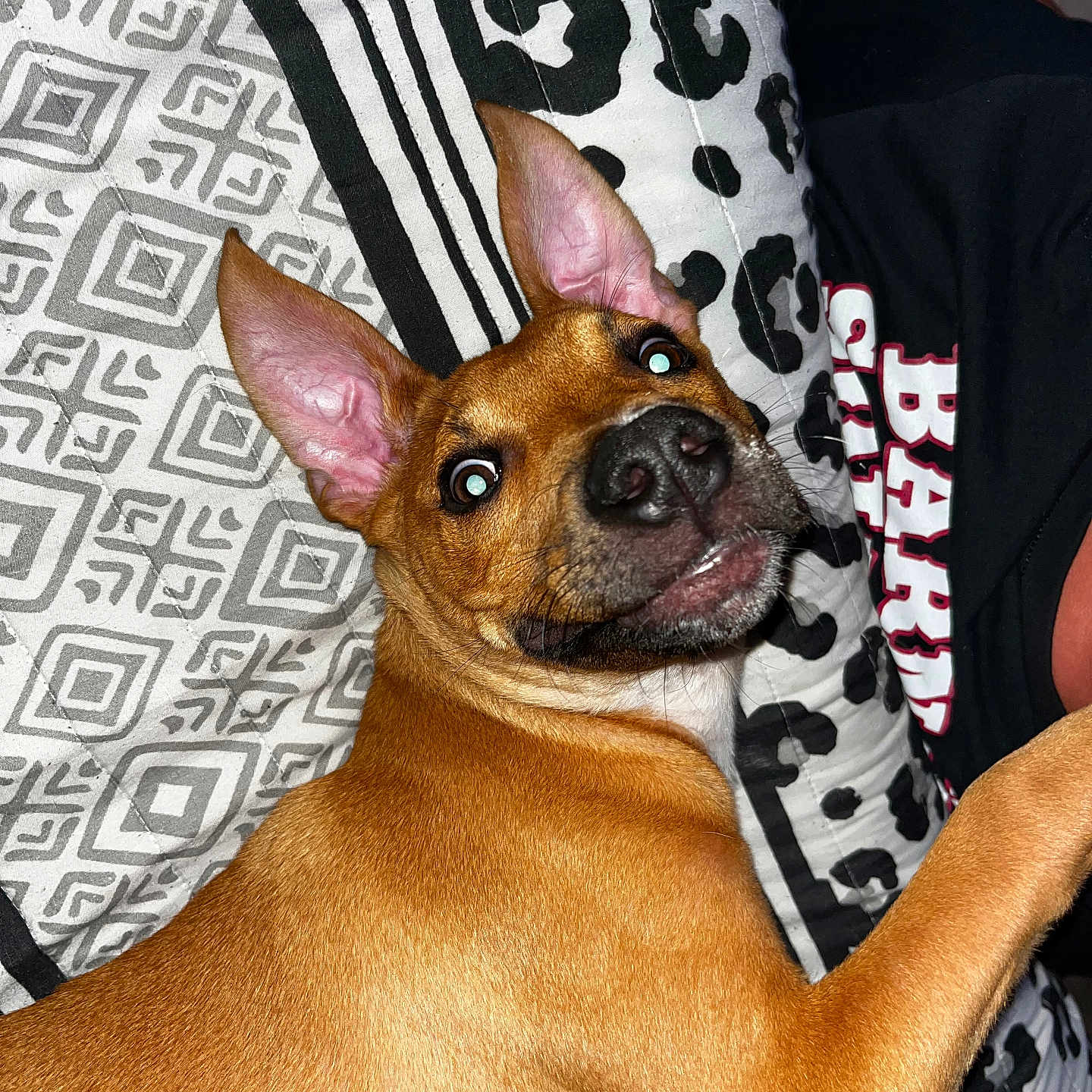 Wheezy joined the competition — help win amazing prizes! animal, bedspread, black_shirt, brown_fur, closeup, dog, ears, face, fur_texture, human_arm, indoor, looking_at_camera, lying_down, nostrils, patterned_fabric, pet, red_text, snout, text_on_shirt, white_text