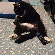 Scooter is registered to the contest to win money with this photo: animal, bed, black_and_white, cat, cozy, cute, domestic, feline, floral_bedspread, fluffy, fur, grooming, indoor, paw, pet, relaxed, remote_control, resting, sleepy, whiskers