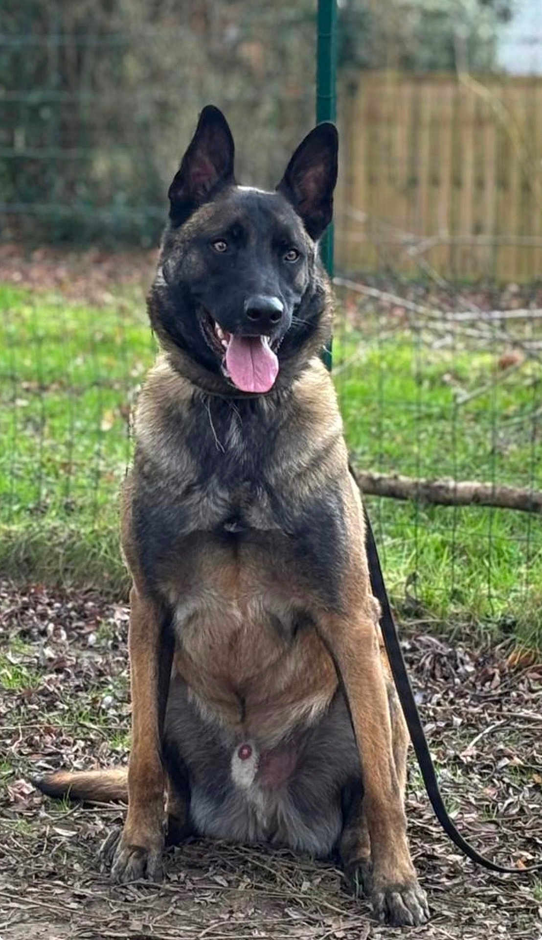 Ulys a rejoint le concours — aidez-le/la à gagner de superbes lots ! dog, german_shepherd, outdoor, animal, pet, sitting, leash, tongue_out, ears_up, grass, leaf_litter, nature, fence, canine, mammal, alert, friendly, portrait, brown, black