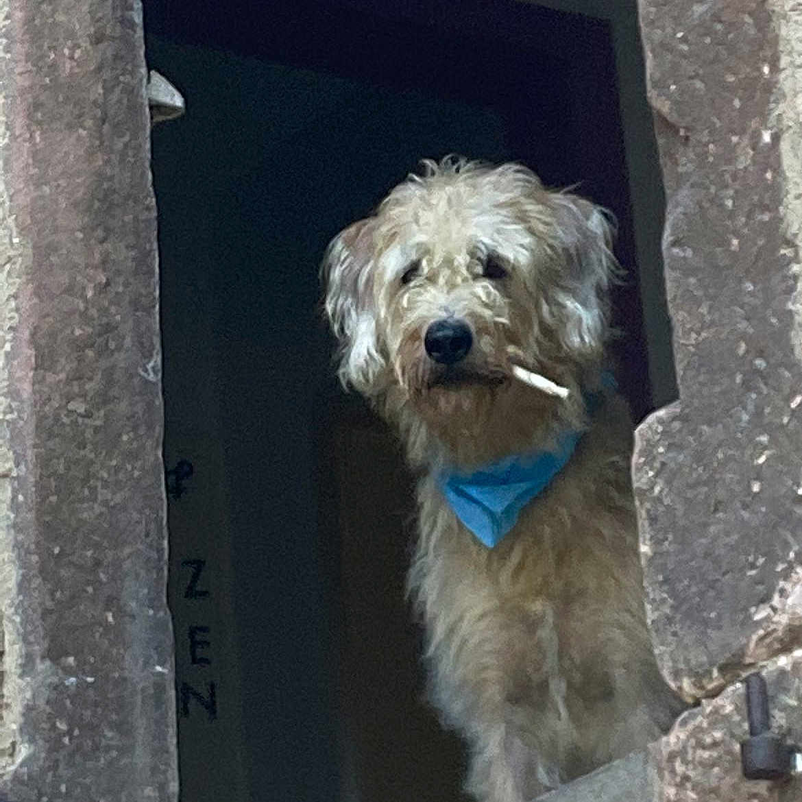 Layon participe au concours pour gagner de l'argent avec cette photo : alone, animal, bandana, canine, curious, dog, expression, face, fur, guard, looking, muzzle, old_building, outdoor, pet, portrait, stick, stone, texture, window