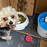 dog, food_bowl, green_beans, toy, pink_ball, floor_mat, paw_prints, water_dispenser, wooden_board, bear_illustration, indoor, pet, small_dog, fur, tongue_out, looking_up, close_up, cozy, feeding_area, animal