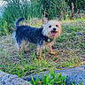 Minie participe au concours pour gagner de l'argent avec cette photo : dog, small_dog, grass, rocks, lake, outdoor, nature, greenery, panting, happy, scruffy_coat, plants, bushes, trees, water, sunlight, daytime, animal, pet, canine