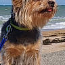 Minie a rejoint le concours — aidez-le/la à gagner de superbes lots ! dog, beach, ocean, sky, fur, leash, collar, sand, outdoor, pet, canine, small_dog, sunlight, tongue_out, side_view, pavement, nature, animal, cute, windy