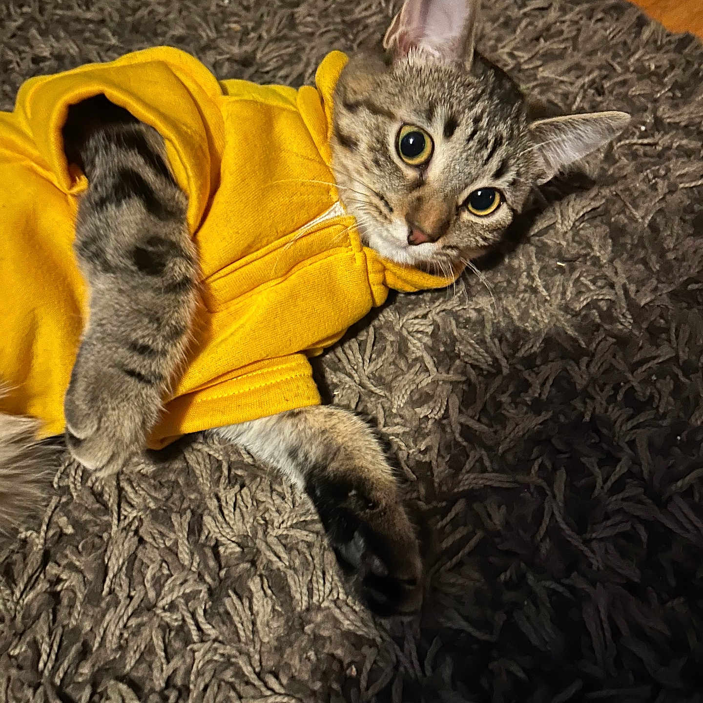 Cali joined the competition — help win amazing prizes! abyssinian, animal, bear, bed, blanket, cat, clothing, couch, face, furniture, head, homedecor, hoodie, kitten, knitwear, manx, person, pet, photography, portrait