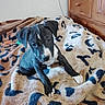 animal, black_and_white, blanket, cozy, curious, cute, dog, domestic_animal, floppy_ears, fur, indoor, looking, patterned_blanket, paw, pet, puppy, resting, sitting, wooden_dresser, young_dog
