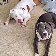 Sancho is registered to the contest to win money with this photo: dog, white_dog, gray_dog, indoor, floor, tile_floor, crate, pet, lying_down, looking_at_camera, animal, companion, brown_patch, white_patch, ears, tail, domestic, cute, two_dogs, resting