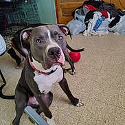 Sancho is registered to the contest to win money with this photo: animal, attention, background, collar, crate, curious, dog, ears, floor, fur, gray_fur, indoor, laundry, nose, pet, pile, red_ball, tail, tile_floor, white_markings