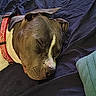Sancho joined the competition — help win amazing prizes! dog, sleeping, collar, red_collar, blanket, blue_blanket, towel, teal_towel, pet, close_up, resting, indoors, cozy, animal, canine, fur, face, ears, snout, peaceful