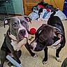 Sancho is registered to the contest to win money with this photo: dog, pitbull, indoor, floor, toy, red_ball, bone_toy, laundry, pile, door, cage, pet, animal, curious, sitting, black_and_white, collar, tile_floor, furniture, home