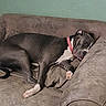 Sancho joined the competition — help win amazing prizes! brown, canine, collar, comfortable, couch, cozy, dog, domestic_animal, fur, furniture, home, indoor, napping, paw, pet, quiet, relaxed, resting, sleeping, snout