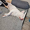 Blue joined the competition — help win amazing prizes! animal, bed, blanket, cozy, dog, domestic, ears, floor, fur, indoor, peaceful, pet, pillow, quiet, relaxed, resting, sleeping, snout, tile_floor, white_dog