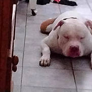 Blue is registered to the contest to win money with this photo: animal, brown, canine, dog, domestic, ears, floor, home, indoor, laying, paw, pet, quiet, relaxed, resting, sleeping, snout, tile, tired, white