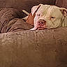 Blue is registered to the contest to win money with this photo: dog, couch, pillow, resting, indoor, pet, canine, relaxed, brown, white, fur, head, closeup, domestic_animal, home, comfort, sleepy, soft, furniture, animal