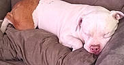 Blue is registered to the contest to win money with this photo: dog, sleeping, couch, brown, white, pet, indoor, resting, relaxed, cozy, fur, canine, snout, ear, pillow, comfort, domestic, animal, napping, soft