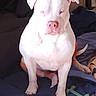 Blue is registered to the contest to win money with this photo: alert, animal, blanket, canine, companion, cute, dog, domestic_animal, fur, household, indoor, light_eyes, muscular, pet, pink_nose, pitbull, resting, sitting, toy, white_dog